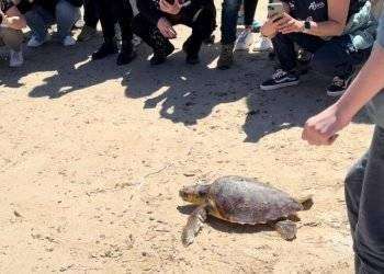 Tartaruga caretta caretta liberata ad Alghero dopo cure
