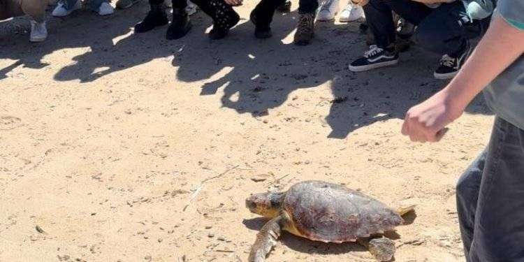 Tartaruga caretta caretta liberata ad Alghero dopo cure