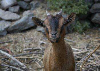 Denuncia a Carbonia: “la capra ha avuto problemi prima del parto, nessuno è intervenuto e l’animale è morto”