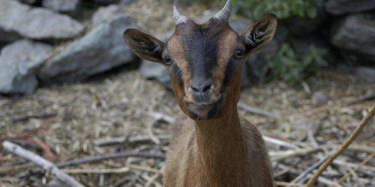 Denuncia a Carbonia: “la capra ha avuto problemi prima del parto, nessuno è intervenuto e l’animale è morto”