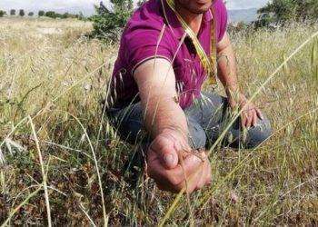 Emergenza cavallette in Sardegna, 361 interventi disinfestazione