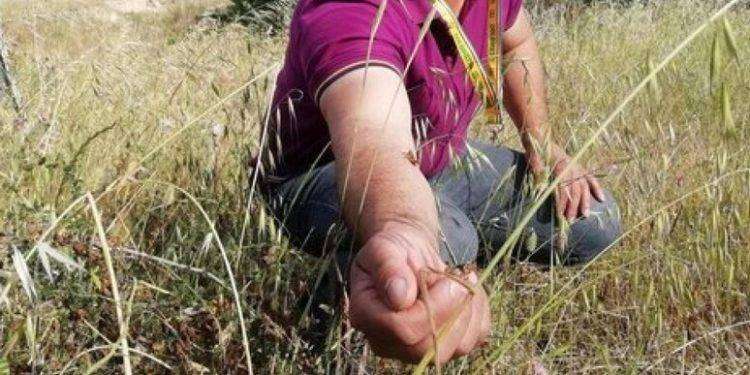 Emergenza cavallette in Sardegna, 361 interventi disinfestazione