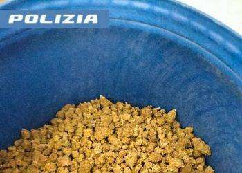 In casa 45 chili di marijuana, 38enne arrestato a Nuoro