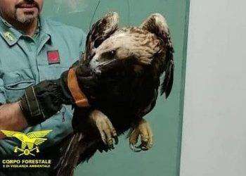 Esemplare di falco pecchiaiolo salvato a Baunei