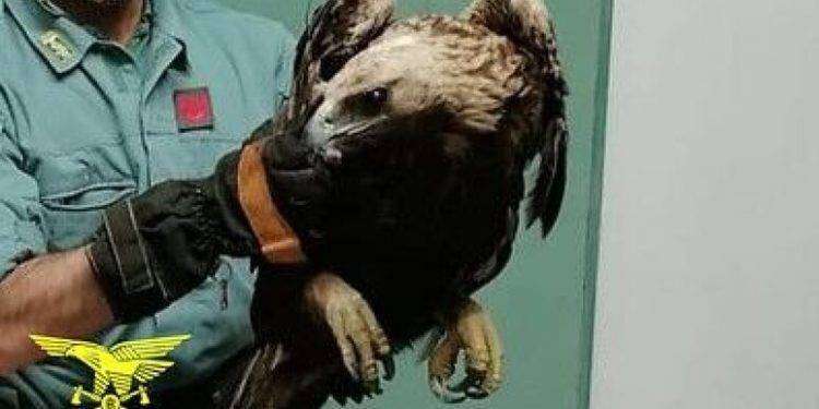 Esemplare di falco pecchiaiolo salvato a Baunei