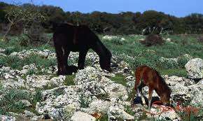 Life Safe for Vultures, a Sassari un convegno internazionale sulla tutela della fauna selvatica