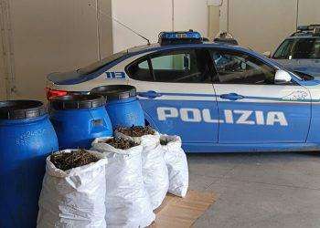 Venti chili di marijuana sequestrati a Orosei