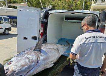 A Bosa pescato un tonno di oltre 230 chili
