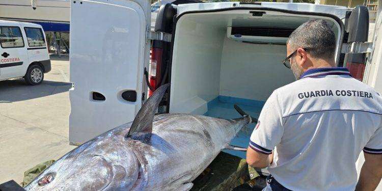A Bosa pescato un tonno di oltre 230 chili