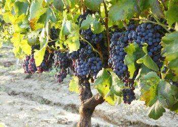 Assoenologi, congresso su nuove sfide dei mercati del vino