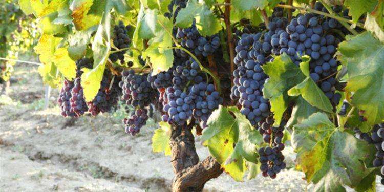 Assoenologi, congresso su nuove sfide dei mercati del vino