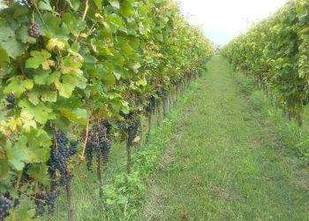 Imprenditore agricolo muore e lascia l’azienda ai dipendenti