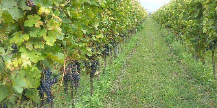 Imprenditore agricolo muore e lascia l’azienda ai dipendenti