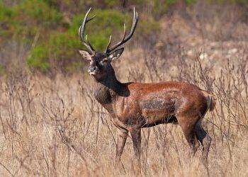 Lav, mancano misure di dissuasione per evitare gli incidenti e i danni
