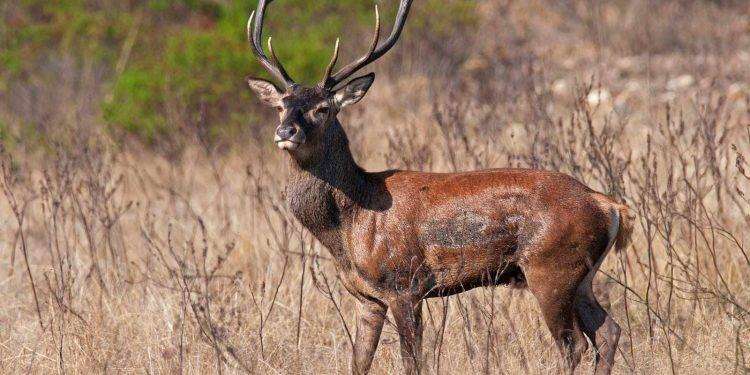 Lav, mancano misure di dissuasione per evitare gli incidenti e i danni