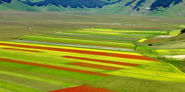 A Castelluccio di Norcia una delle più belle fioriture