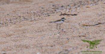 Ritrovamento nido di Corriere piccolo nella spiaggia di Isula Manna a Lotzorai