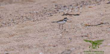 Ritrovamento nido di Corriere piccolo nella spiaggia di Isula Manna a Lotzorai