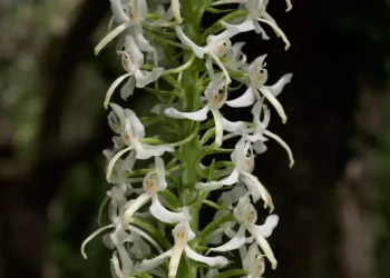 Un recinto sta salvando rare orchidee spontanee della Sardegna
