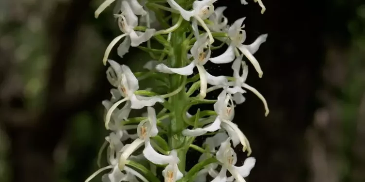 Un recinto sta salvando rare orchidee spontanee della Sardegna