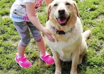 Ok da Enac, Fido in cabina su aerei Ita fino a 10 kg