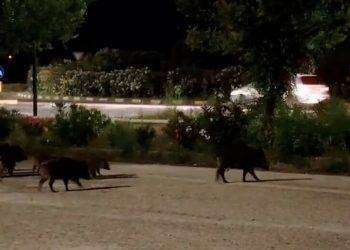 Invasione di cinghiali a Olbia, esposto in procura