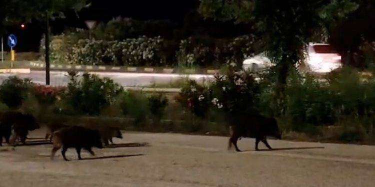 Invasione di cinghiali a Olbia, esposto in procura