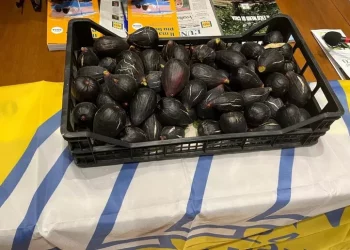 Il fico nero di Chia nel repertorio della biodiversità