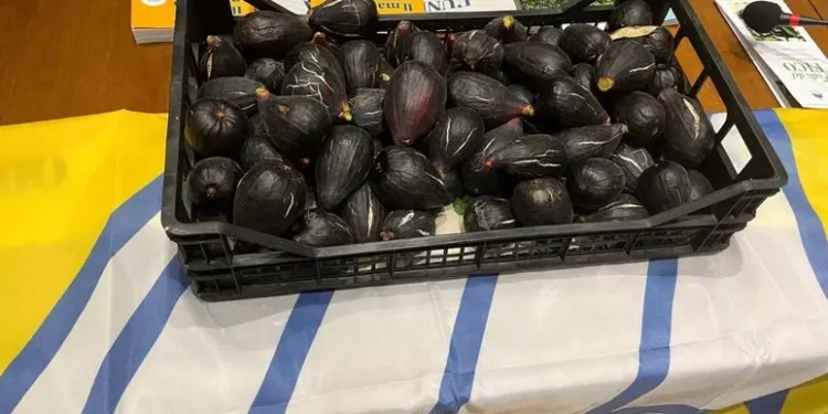 Il fico nero di Chia nel repertorio della biodiversità