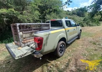Contrasto al bracconaggio a Villagrande Strisaili, sequestrata una gabbia per cinghiali