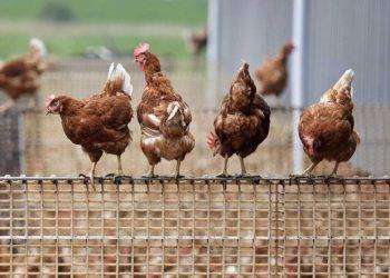 L’Ue firma contratto milionario per il vaccino contro l’aviaria: ancora un regalo alle big farm