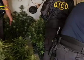 In un casolare di Selargius una piantagione di marijuana