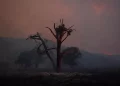 Fiamme in California, almeno 1.200 persone evacuate