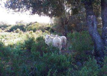 Pastori sardi sull’Aventino per nuovi tagli a risorse dalla Pac