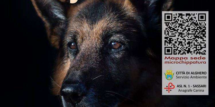 Microchippatura gratuita ad Alghero, appuntamento il 18 giugno