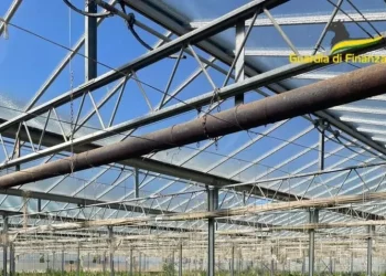 Sequestrata piantagione di marijuana del valore di 50mln di euro