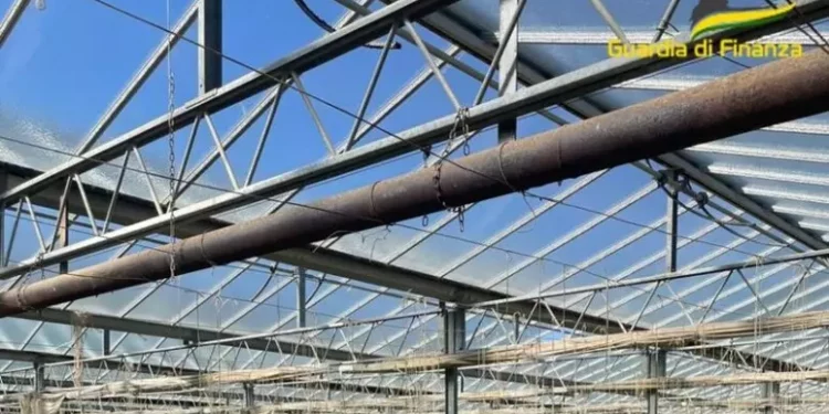 Sequestrata piantagione di marijuana del valore di 50mln di euro