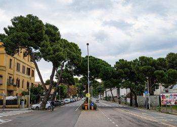 Cagliari, sostituzione di un Pino D’Aleppo in viale Diaz: ed è subito “colpa di Zedda”