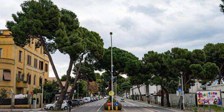 Cagliari, sostituzione di un Pino D’Aleppo in viale Diaz: ed è subito “colpa di Zedda”