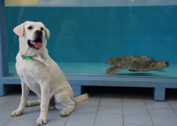 La tartaruga Tina torna in libertà nel Golfo di Manfredonia