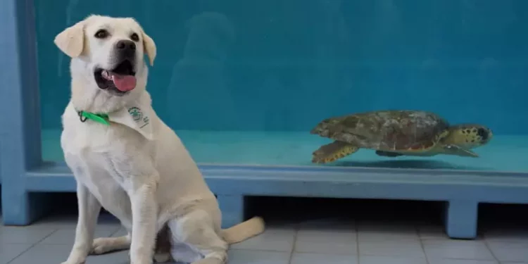 La tartaruga Tina torna in libertà nel Golfo di Manfredonia