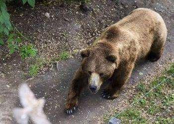 Uomo aggredito da orso in Trentino, è in ospedale