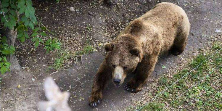 Uomo aggredito da orso in Trentino, è in ospedale