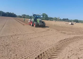 Dopo 20 anni in Sardegna si riprende a seminare la barbabietola