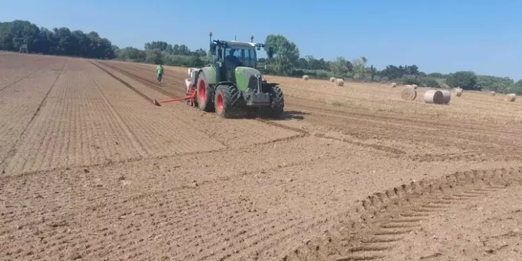 Dopo 20 anni in Sardegna si riprende a seminare la barbabietola