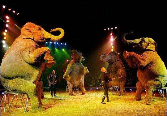 No al circo con gli animali, cresce la sensibilizzazione in Italia