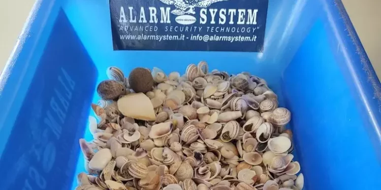 Spiagge sarde depredate, turisti Vercelli fermati con conchiglie