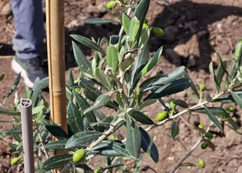 Montiferru rinasce dopo incendio 2021 con 1500 piante di olivo