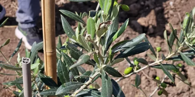 Montiferru rinasce dopo incendio 2021 con 1500 piante di olivo