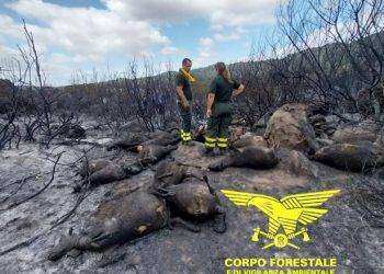 Proseguono le bonifiche dell’incendio di Orotelli: centinaia di animali morti
